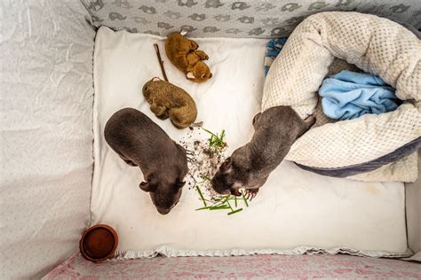 Photos: Raising orphaned baby wombats during COVID-19