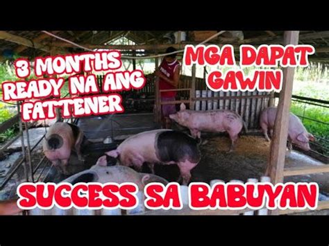 Piggery Business Paano Maging Successful Sa Pag Aalaga Ng Baboy