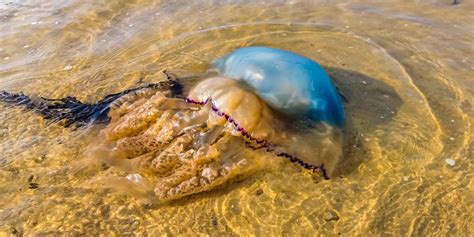 En Qu Playas Hay Medusas Desc Brelo Con Medusapp