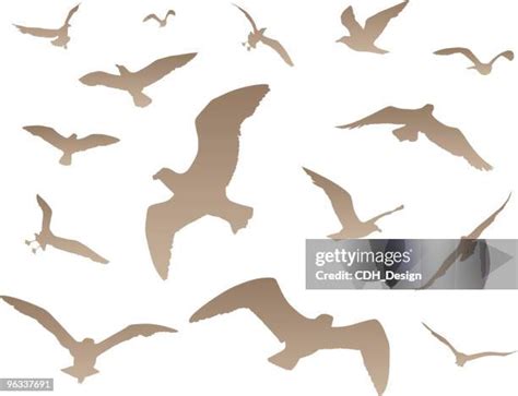 Flying Hawk Silhouette Photos and Premium High Res Pictures - Getty Images