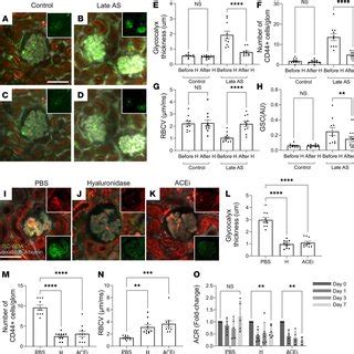 Intravital Mpm Imaging Of Glomerular Endothelial And Immune Cell