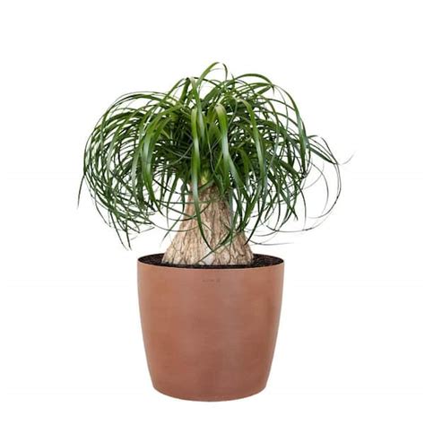 United Nursery Ponytail Palm Beaucarnea Recurvata Elephants Foot Indoor