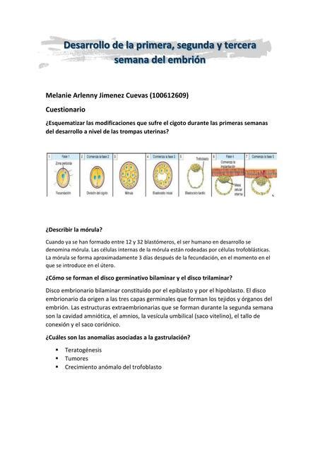 Desarrollo De La Primera Segunda Y Tercera Cemana Melanie Arlenny