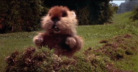 Gopher GIFs - Find & Share on GIPHY