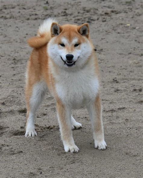 Japanese Shiba Inu Shiba Inu Breeders Specialists Uk