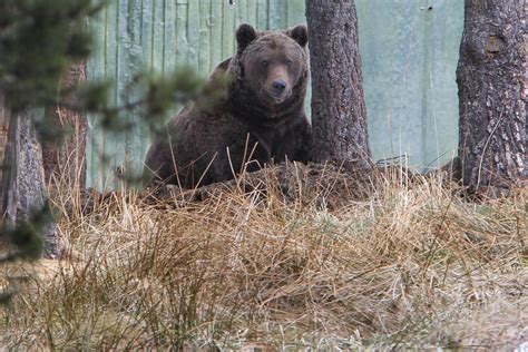 Le Conseil D Tat Retoque Les Mesures D Effarouchement Des Ours