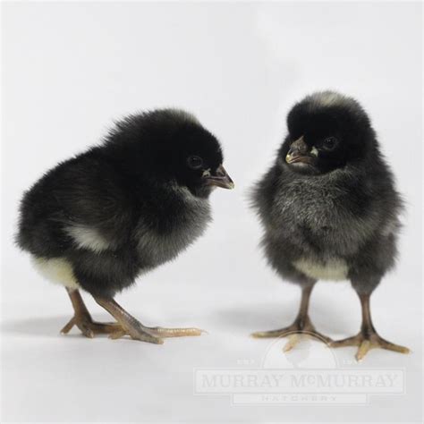 Murray Mcmurray Hatchery Barred Plymouth Rock