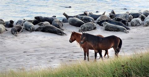 Seals of Sable | Nature of Things