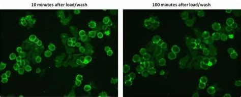 Cellmask™ 绿色细胞膜染料