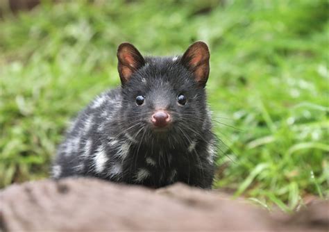 Eastern Quoll
