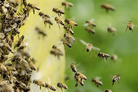 Un hombre murió en una plaza tras ser atacado por un enjambre de abejas