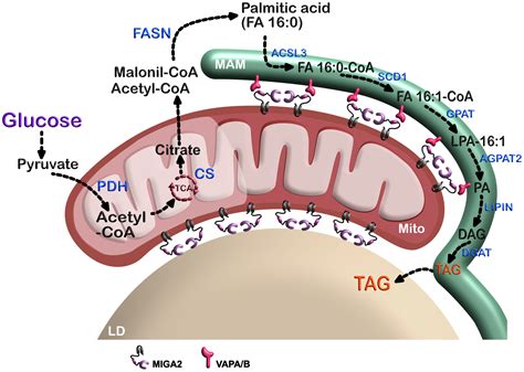 Emerging Functions Of The Mitochondriaerlipid Droplet Threeway