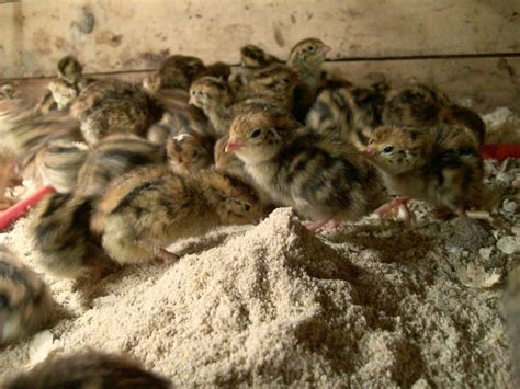 Baby Quail Eggs Hatching - One Hundred Dollars a Month