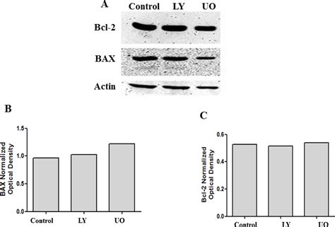 Inhibition Of Perk Or Pakt Does Not Influence Bax Or Bcl 2 Levels Cell