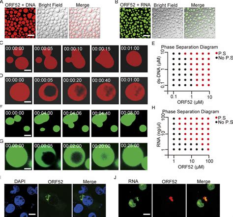 Nucleic Acids Drive Phase Separation Of Orf A In Vitro Phase