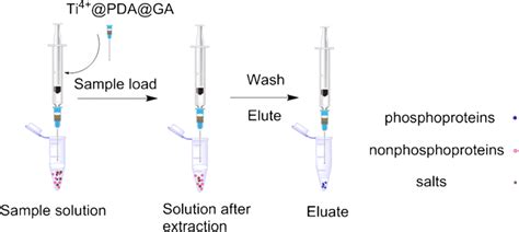 Schematic Illustration For The Capture And Elution Procedure Of Download Scientific Diagram