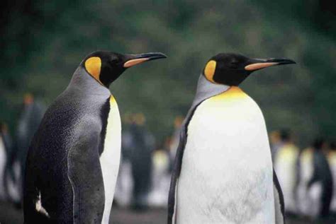 King Penguins | Penguins International