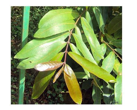 Buy Arjun Tree, Arjuna Plant Online In Delhi, Terminalia Arjuna Plant