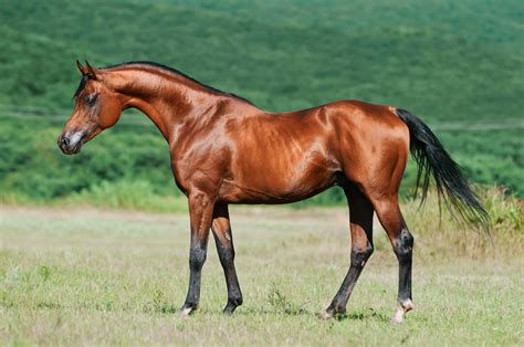 馬の豆知識｜みんなの乗馬