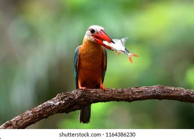 Kingfisher Bird Eating Fish Food On Stock Photo 1164386230 | Shutterstock