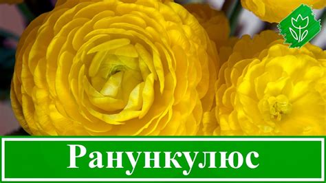 Ранункулюс: посадка й догляд у відкритому ґрунті і домашніх умовах