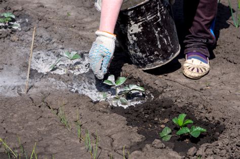 Steinmehl Herkunft Und Anwendung Im Garten Zur Bodenverbesserung