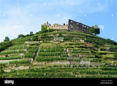 Staufen Castle And Vineyards Staufen Im Breisgau Germany Baden