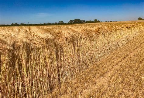 Harvest Update Farmers Generally Pleased With Winter Barley Crops