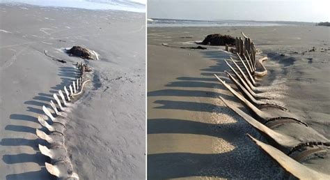 Esqueleto gigante encontrado em praia de São Paulo desaparece