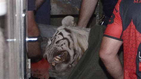 Escaped Tiger Kills Man In Georgia