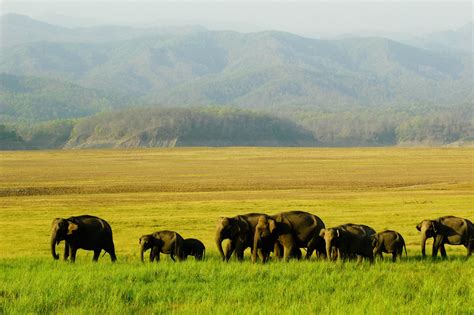 The Jungle Experience: Jim Corbett National Park – Corbett National Park