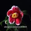 Flower Tree Camellia Seeds 50pcs - Pure Bonsai