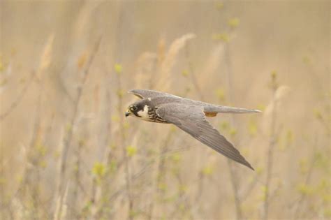 CAMBRIDGESHIRE BIRD CLUB GALLERY: Hobby