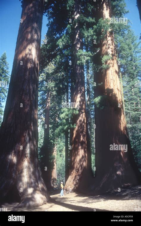 Giant Sequoias Sequoia National Park California USA Stock Photo - Alamy