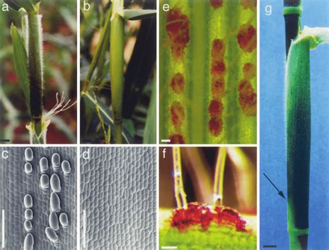 Leaf Sheath Pubescence And Pigmentation Phenotypes Of Chalco And