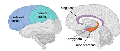 Brain Anatomy Left Image Depicts A Lateral View Of The Brain Side