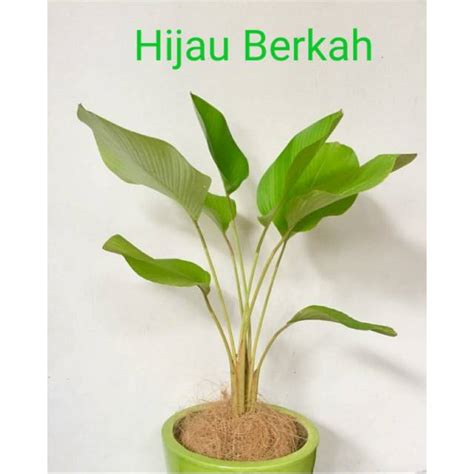 Jual Tanaman Hias Daun Calathea Lutea Luthea Pohon Pisang Kalatea