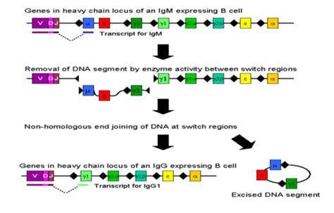 Week Anitbody Chains And Quick Review Of T Cell And B Cell Activation