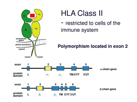 Ppt Hla Matching And Donor Selection Powerpoint Presentation Free