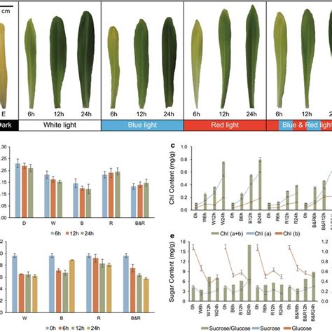 Morphological And Physiological Comparison Of Maize Seedlings During