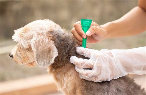 Cuales Son Las Mejores Pipetas Para Perros