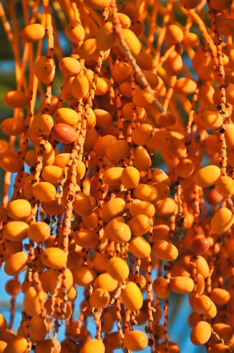 Free Images Plant Leaf Flower Orange Pattern Pollen Food