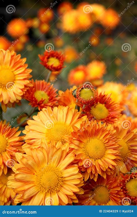 Orange Chrysanthemum Flowers Stock Image Image Of Head Beautiful