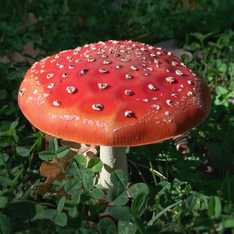 Red Toadstool Fly Agaric Amanita Muscaria Kingston Flickr