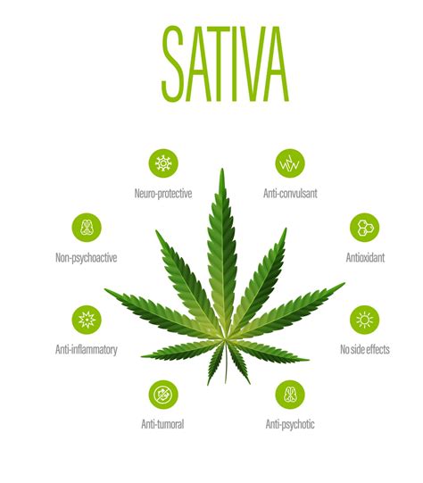 Understanding Different Types of Medical Cannabis - Premier Neurology ...