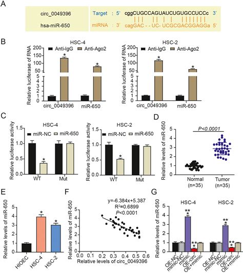 Circ 0049396 Attenuates The Progression Of Oral Squamous Cell Carcinoma