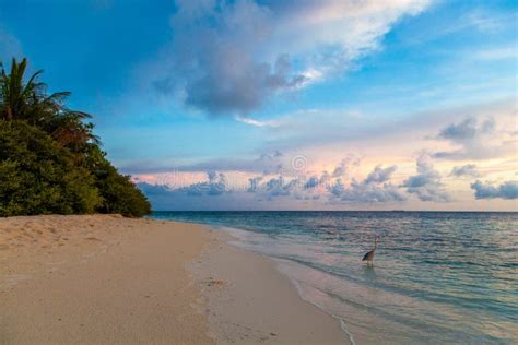 Maldives, Tropical Paradise, Sunrise on the Beach Stock Photo - Image ...