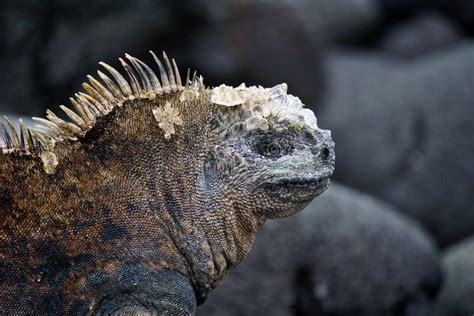 Un Cierre De Una Cabeza De Iguana Marina Foto De Archivo Imagen De