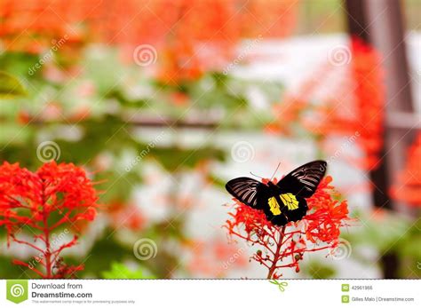 Borboleta Comum De Birdwing Florida Foto De Stock Imagem De Borrado