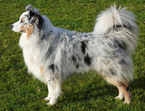 Australian Shepherd - Puppies, Breeders, Price, Facts, Pictures ...